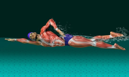 μύες που γυμνάζονται με το κολυμπι