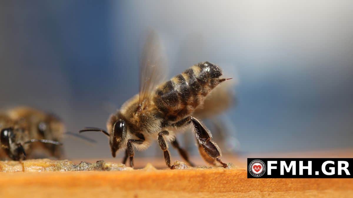 Τι πρέπει να κάνουμε άμεσα στο τσίμπημα μέλισσας ή σφήκας
