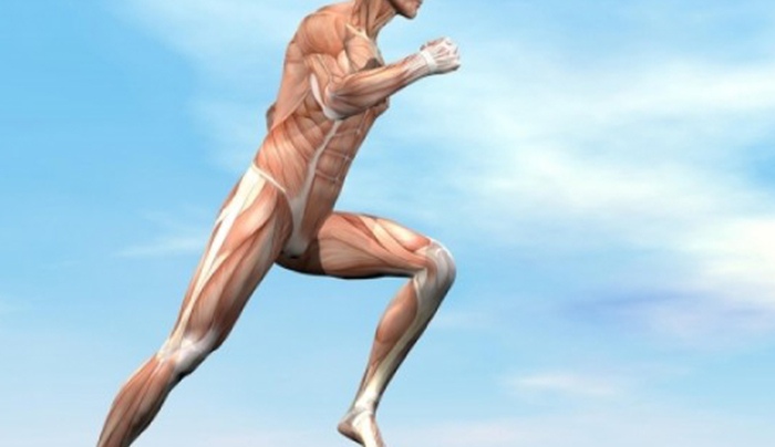 Πέντε πράγματα που σίγουρα δεν γνωρίζετε για τους μυς σας