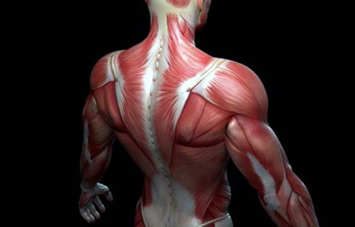 σηματικοι μυς