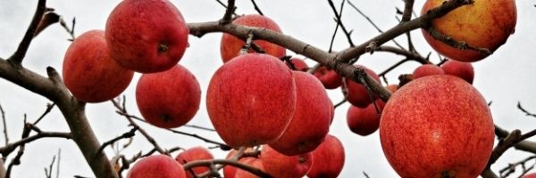 φρούτα του χειμώνα μηλα