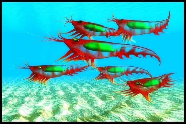 ψαρια krill