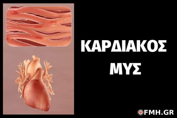 μυικο συστημα καρδιακος μυς