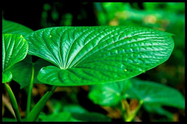 Το Kava παραδοσιακά καταναλώθηκε ως τελετουργικό ρόφημα. Μελέτες υποδηλώνουν ότι μπορεί να ανακουφίσει το άγχος μέσω των ηρεμιστικών αποτελεσμάτων του, αλλά χρειάζεται περισσότερη έρευνα.